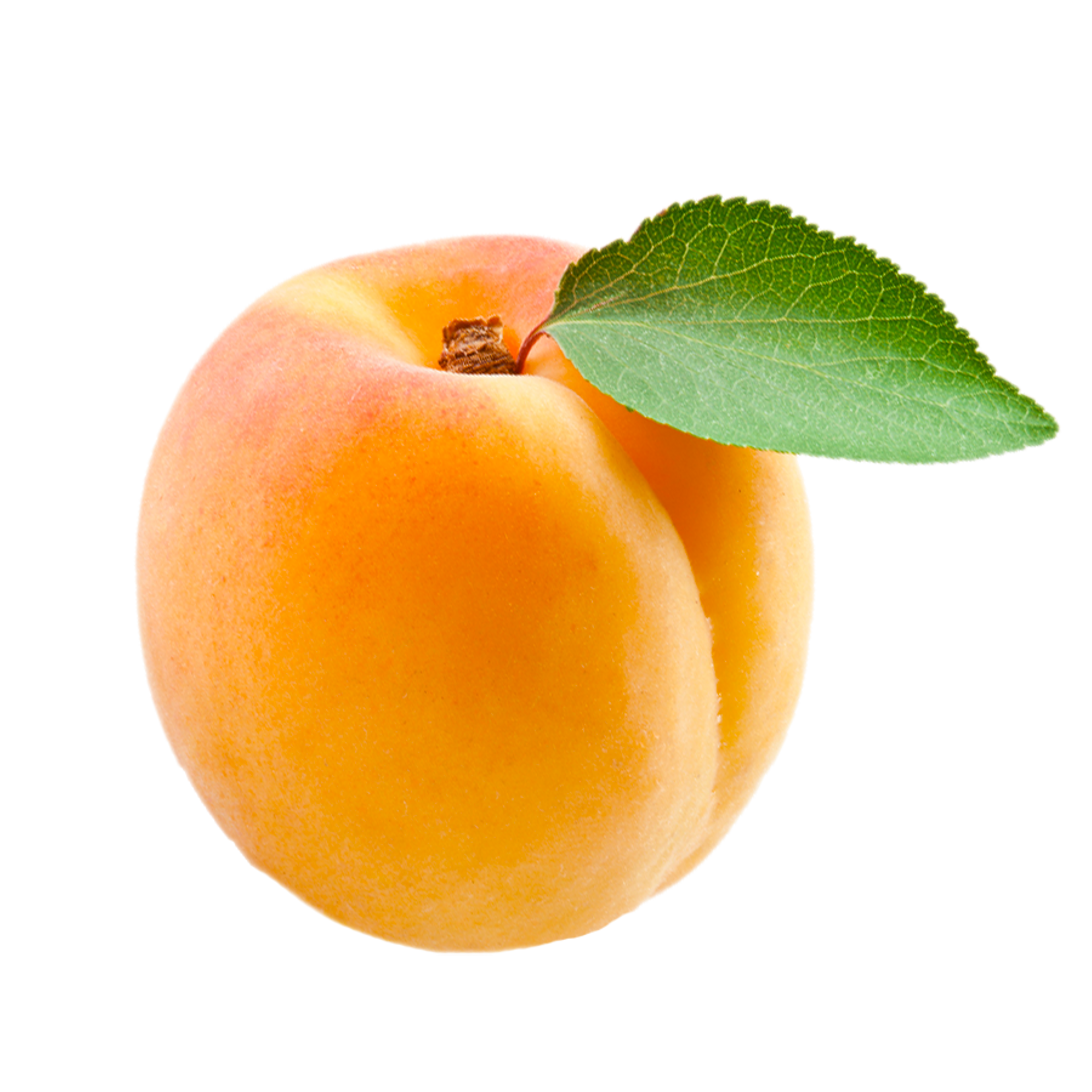 Apricot Pp