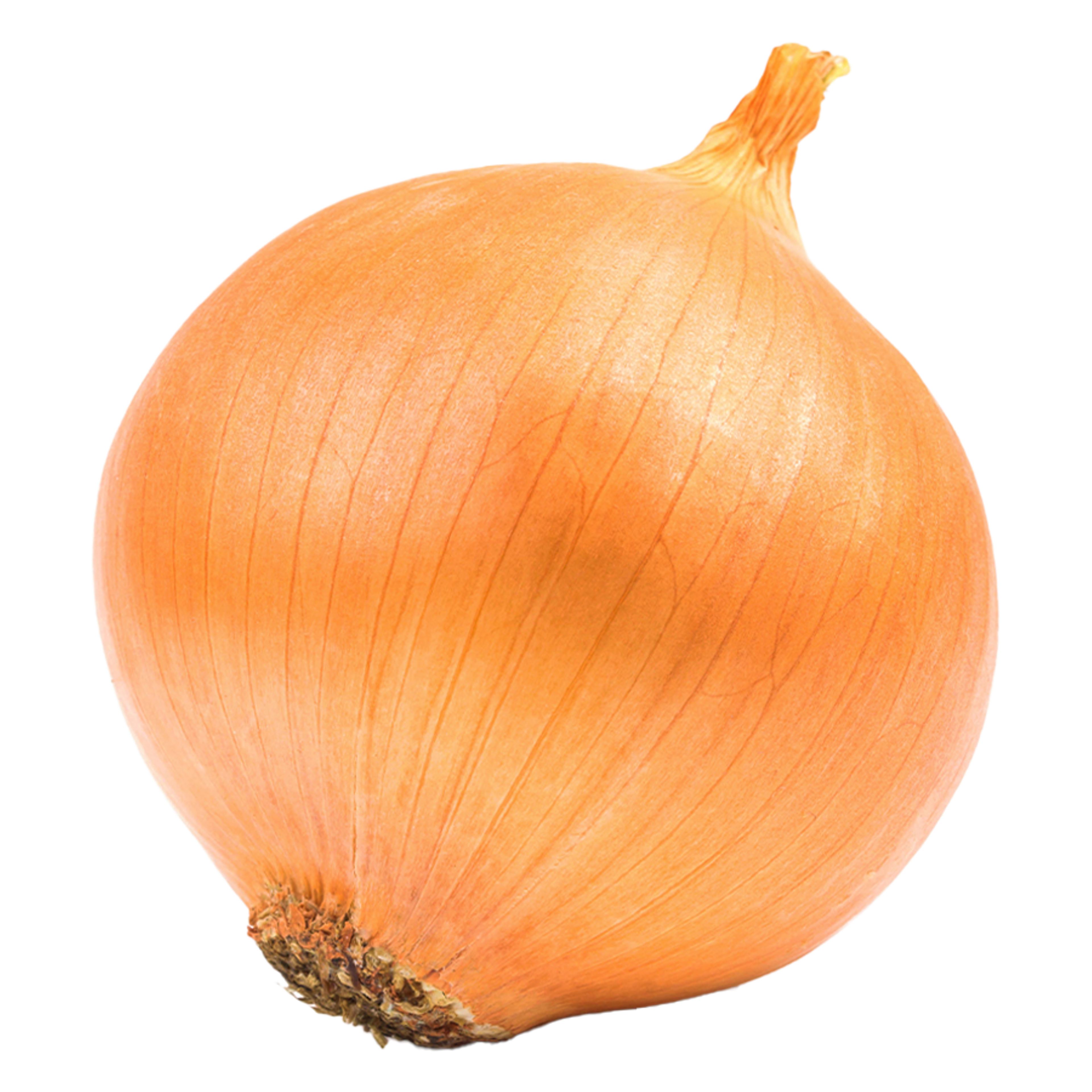 Onion White